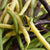 Tricolor Bean Blend