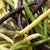 Tricolor Bean Blend
