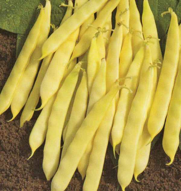 Serpedor Wax Romano Beans