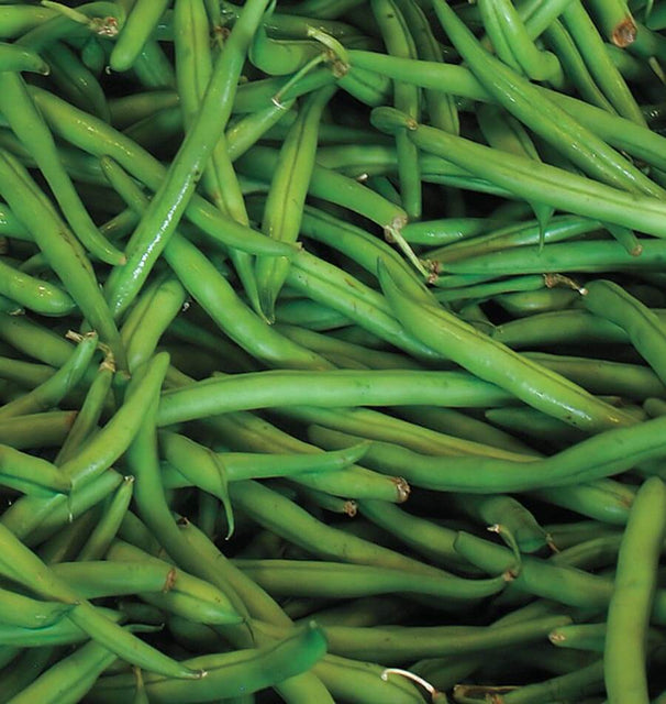 Blue Lake Pole Beans BN126 1