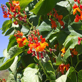 Scarlet Emperor