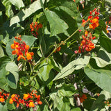 Scarlet Emperor