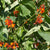 Scarlet Emperor