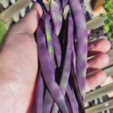 Purple Peacock