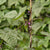 Purple Peacock