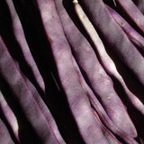 Purple Peacock