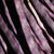 Purple Peacock