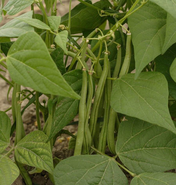 Maxibel Filet Organic