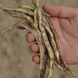 Dragon Tongue