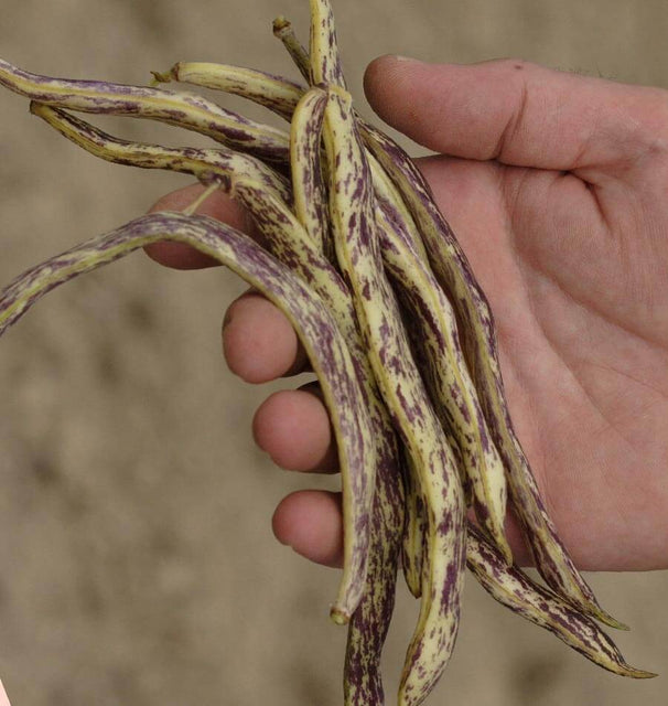 Dragon Tongue