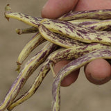 Dragon Tongue