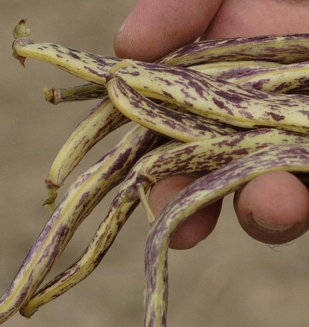 Dragon Tongue