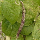 Dragon Tongue