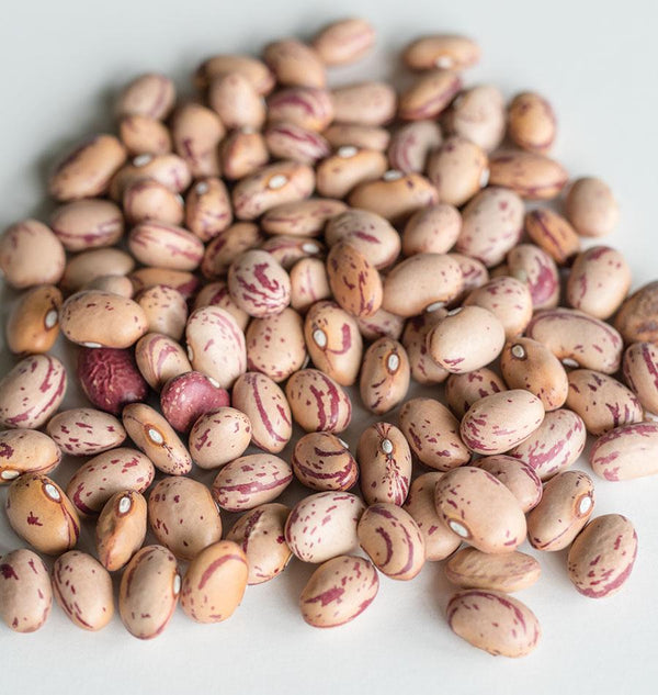 Taylor Horticultural Drying Bean Seeds