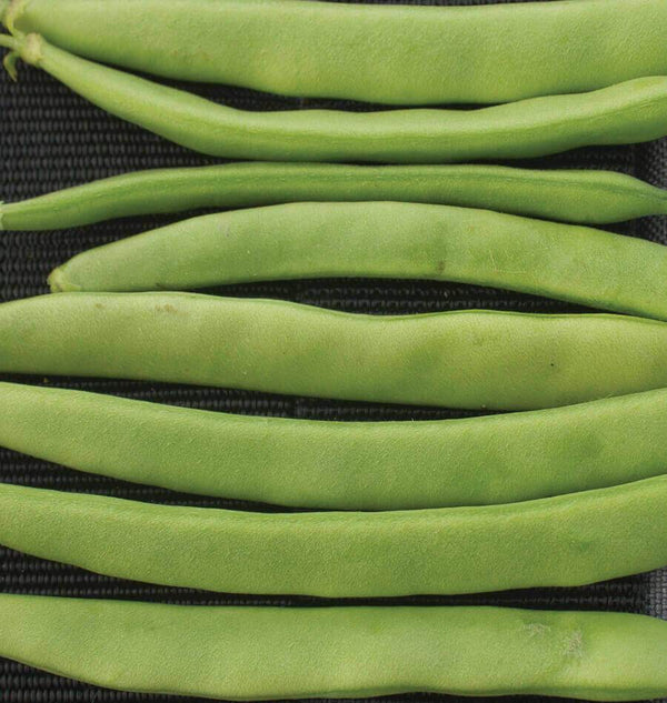 Camp di Fiori Romano Bean Seeds BN167-1