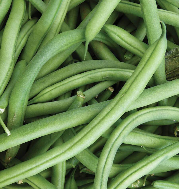 Ferrari Bush Bean Seeds BN168-1