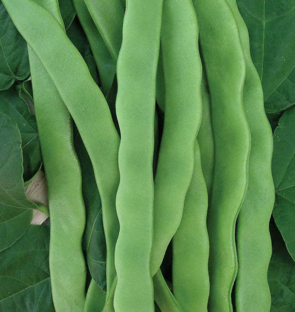 HIlda Romano Pole Bean Seeds BN172-1