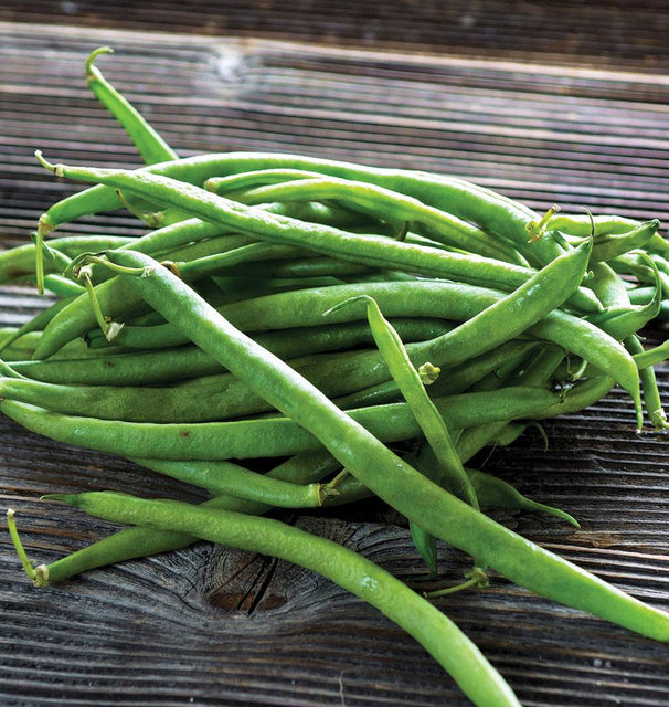 Goliath Bush Bean Seeds