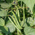 Seychelles Organic Pole Bean Seeds
