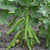 Eleonora Organic Broad Bean Seeds
