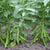 Eleonora Organic