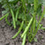 Eleonora Organic