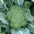 Green Magic