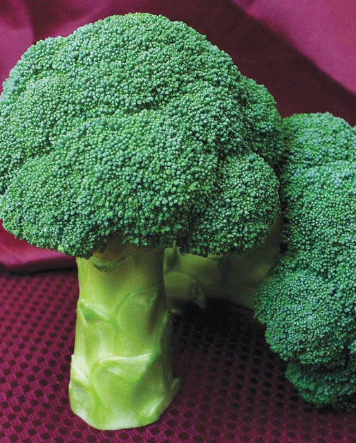 Centennial Broccoli