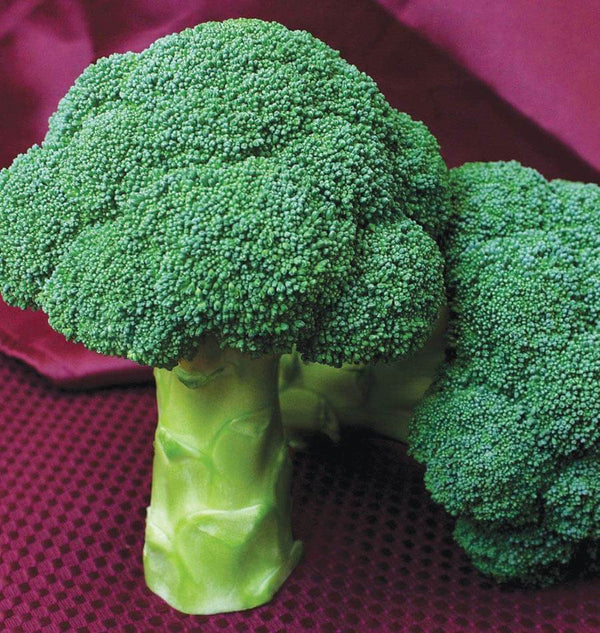 Centennial Broccoli