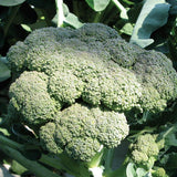 Calabrese Organic