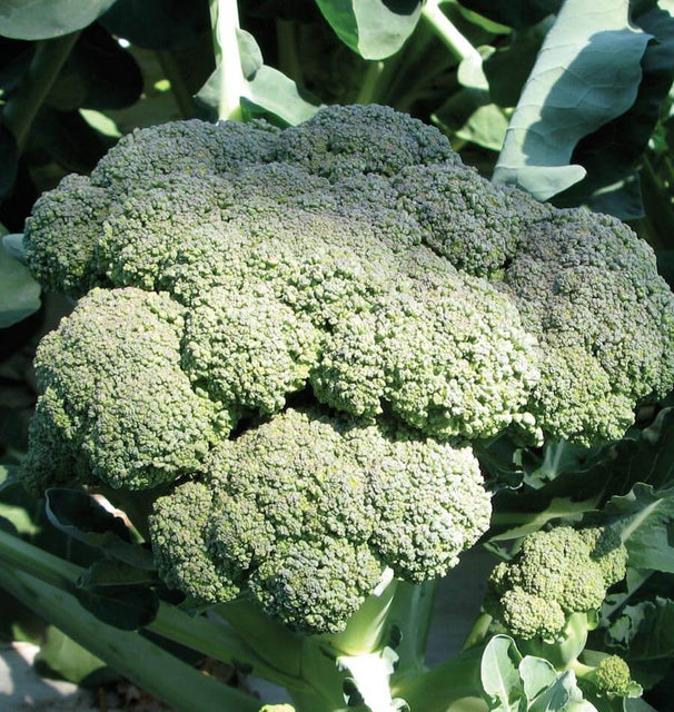 Calabrese Organic