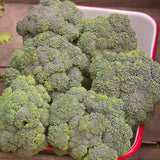 Calabrese Organic