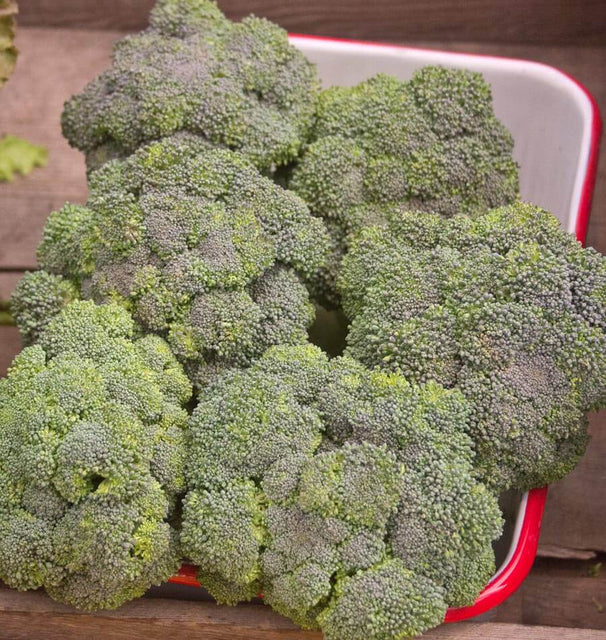 Calabrese Organic