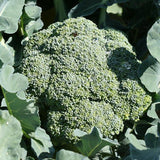 Calabrese Organic