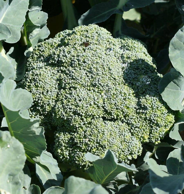 Calabrese Organic