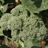 Calabrese Organic