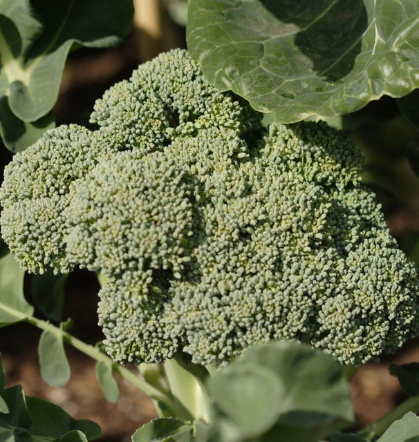 Calabrese Organic