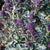 Santee F1 Organic