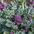 Santee F1 Organic