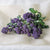 Santee F1 Organic