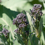 Summer Purple