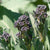 Summer Purple