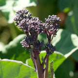 Summer Purple