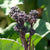 Summer Purple