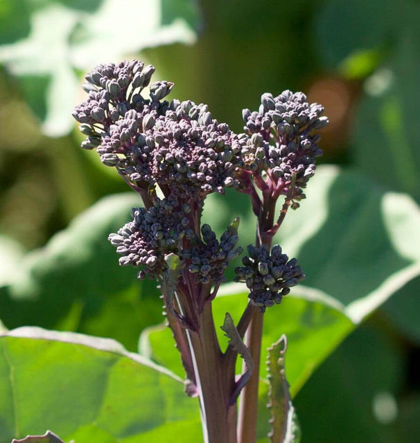 Summer Purple