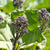 Summer Purple