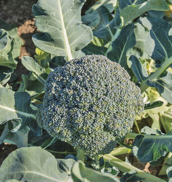 Waltham Broccoli Seeds