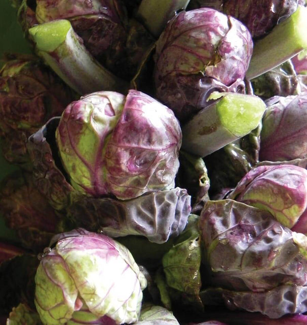 Red Ball Brussels sprouts seeds