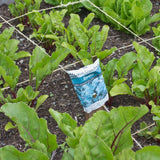 Early Wonder Tall Top beet seeds