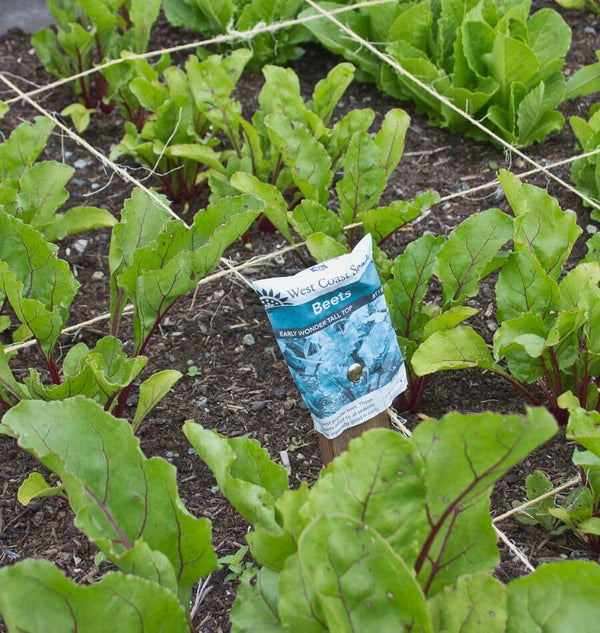 Early Wonder Tall Top beet seeds